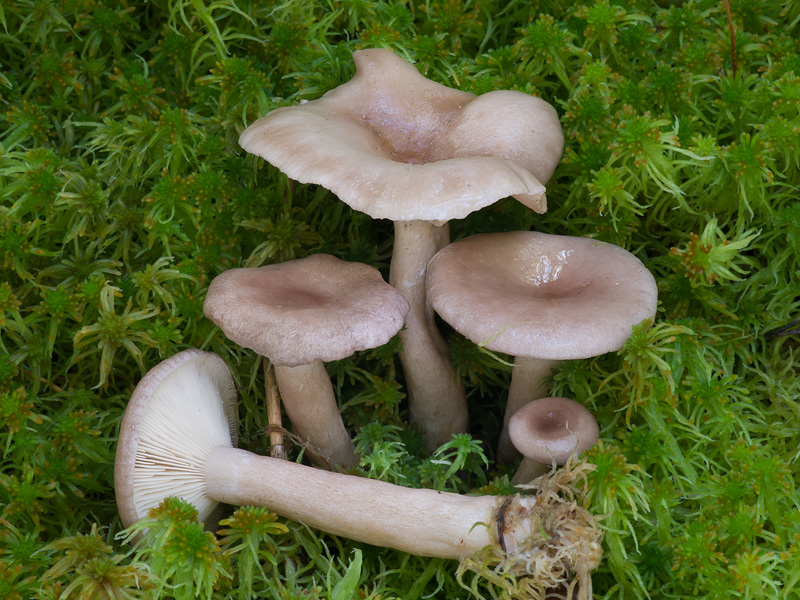 Lactarius vietus